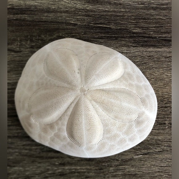 Large White Coastal Sand Dollar - Picture 4 of 9